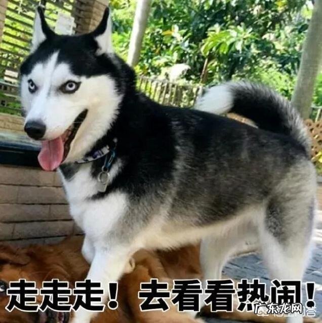 饲养哈士奇有什么讲究?