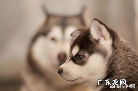 饲养哈士奇有什么讲究?