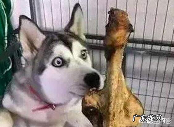 饲养哈士奇有什么讲究?