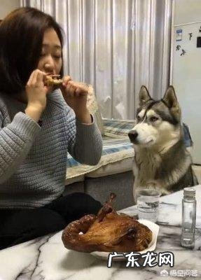 饲养哈士奇有什么讲究?