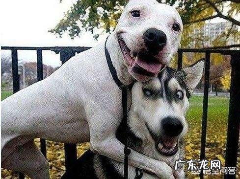 饲养哈士奇有什么讲究?