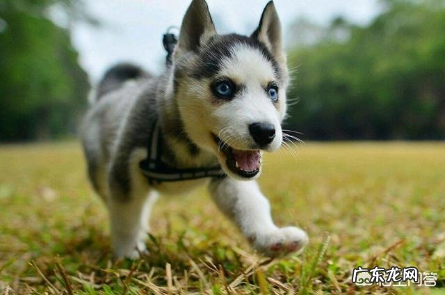 饲养哈士奇有什么讲究?