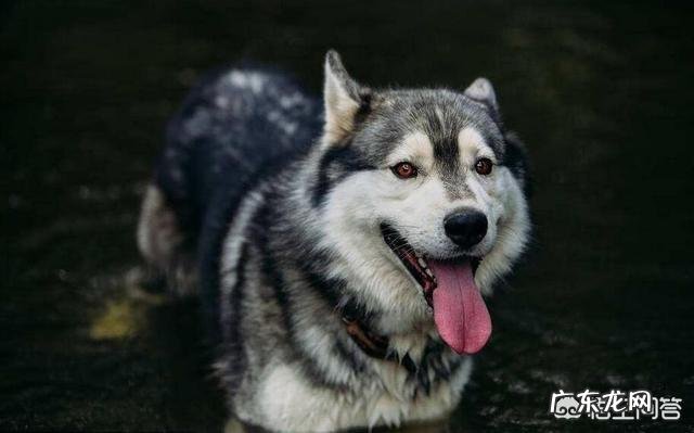 饲养哈士奇有什么讲究?