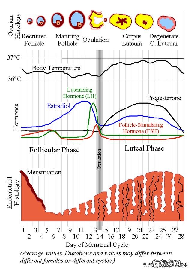 月经两三天就干净和一周才干净,哪个好?月经量多量少如何判断?