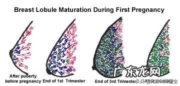 月经两三天就干净和一周才干净,哪个好?月经量多量少如何判断?