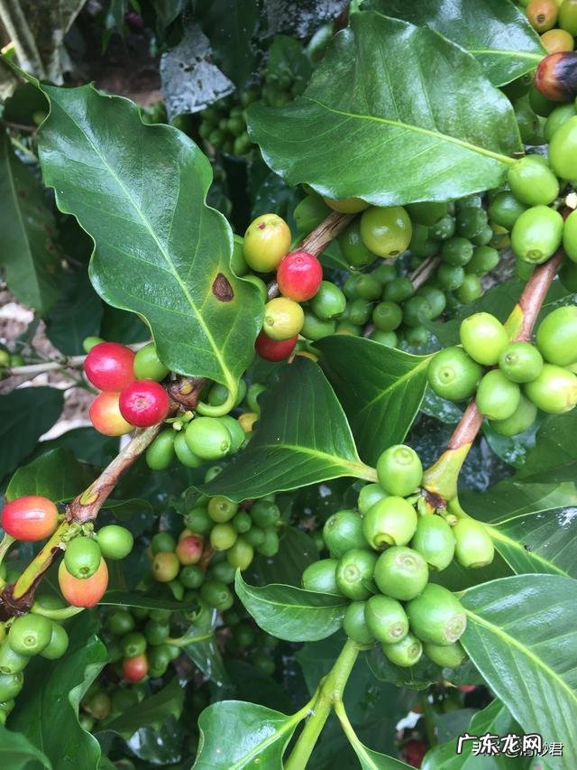 咖啡种类是怎么区别的?不同咖啡之间怎么区分?