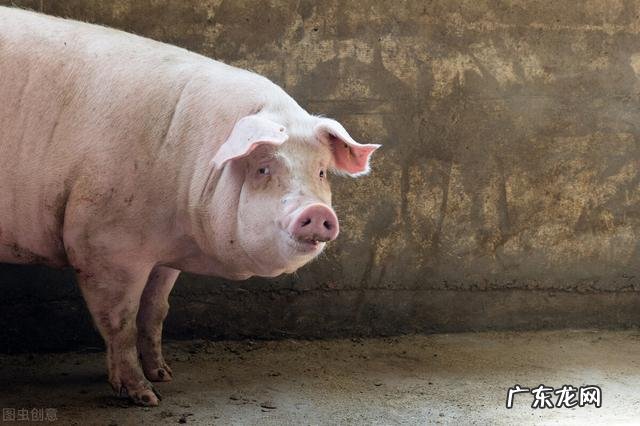 为什么好多农村人到过年时候都喜欢自家杀猪?