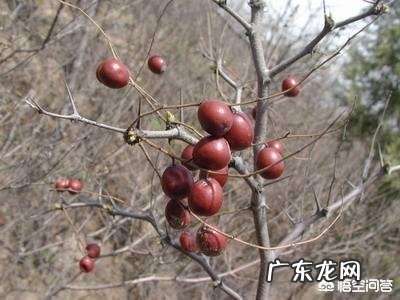 还记得儿时的野酸枣吗?有哪些美好回忆?