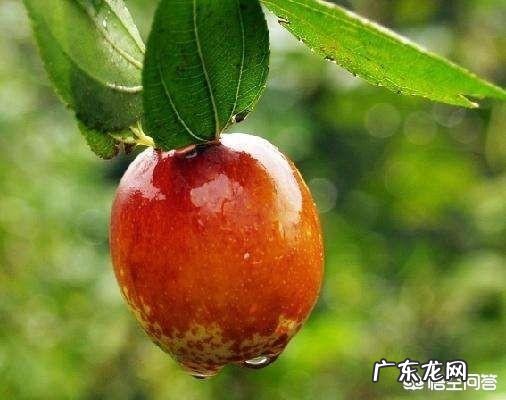 还记得儿时的野酸枣吗?有哪些美好回忆?