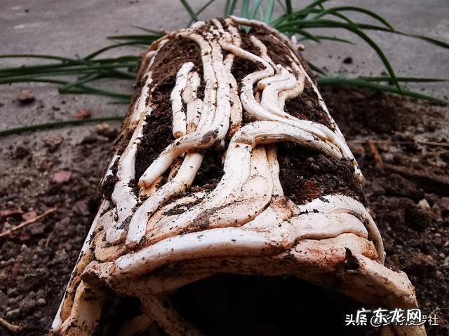 立春时节,建兰能不能翻盆?为何?