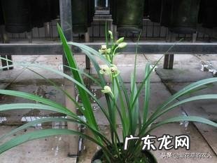 立春时节,建兰能不能翻盆?为何?