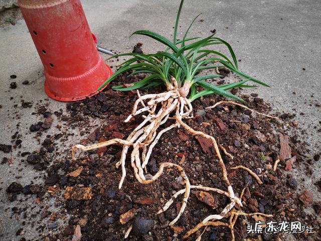 立春时节,建兰能不能翻盆?为何?