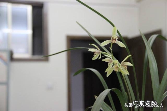 立春时节,建兰能不能翻盆?为何?