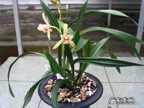 立春时节,建兰能不能翻盆?为何?