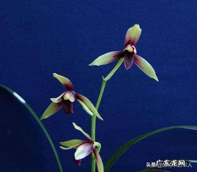 立春时节,建兰能不能翻盆?为何?