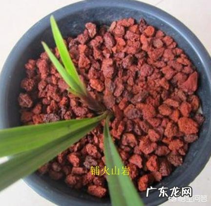 兰花上面用什么石头好?