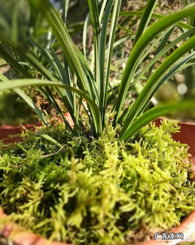 兰花上面用什么石头好?