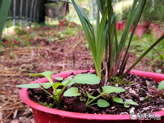 兰花上面用什么石头好?