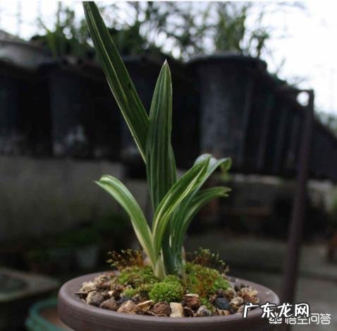 兰花上面用什么石头好?