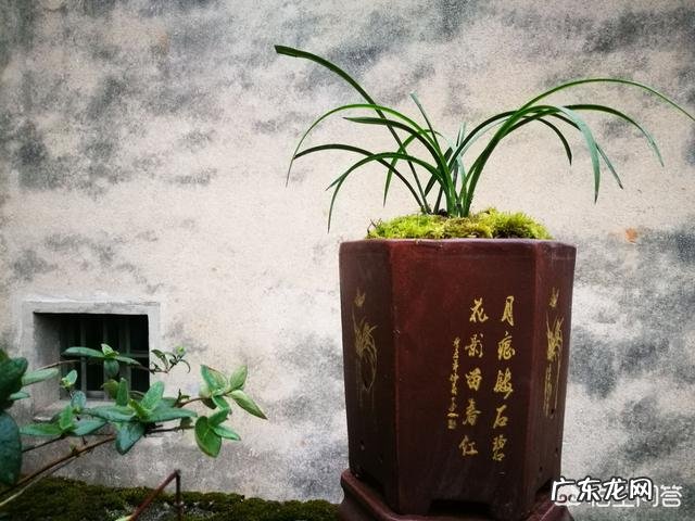 兰花上面用什么石头好?