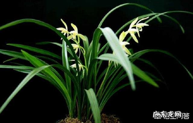 兰花上面用什么石头好?