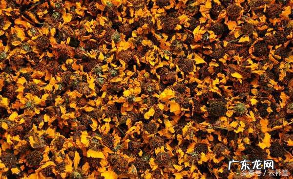 雪菊作用与功效与禁忌 雪菊的用途和副作用