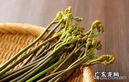 现在农村山上蕨菜很多,有人说蕨菜不能吃,会致癌,这是不是真的?