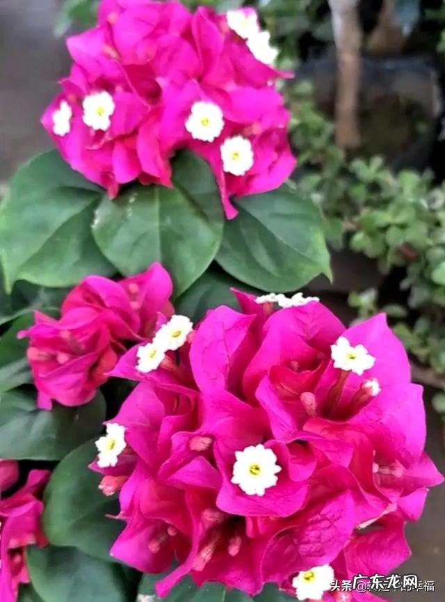 春天来到了,如何用自己写的诗歌来赞美春天?