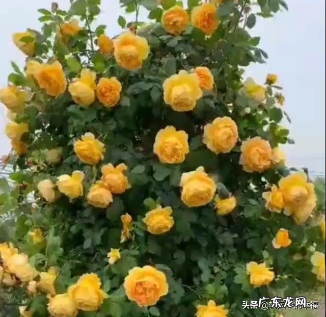 春天来到了,如何用自己写的诗歌来赞美春天?