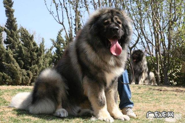 哪种品种的大型犬值得饲养？