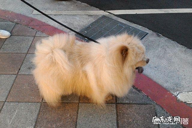 哪种品种的大型犬值得饲养?