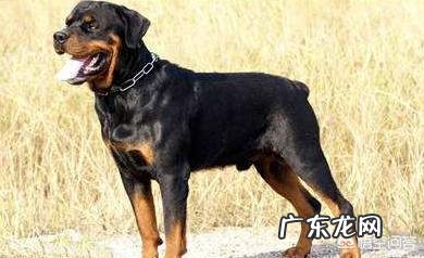 哪种品种的大型犬值得饲养？