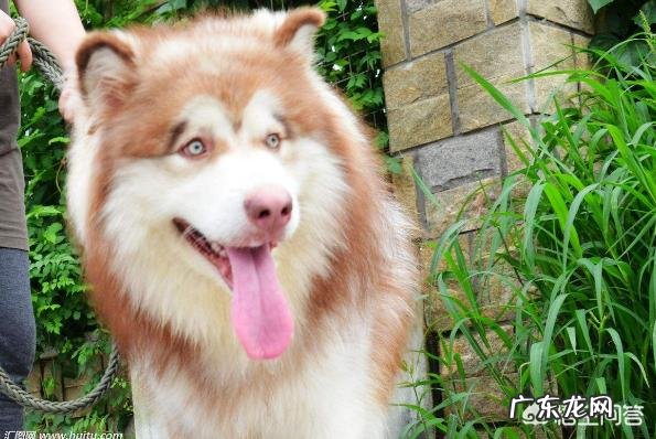 哪种品种的大型犬值得饲养？