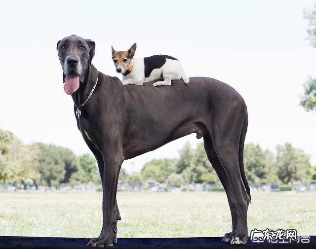 哪种品种的大型犬值得饲养？