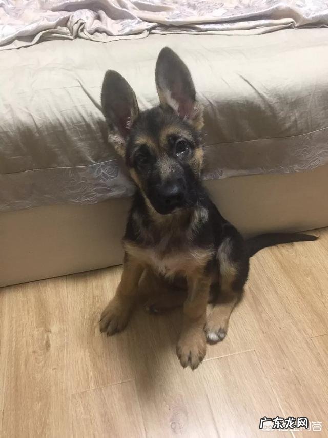 哪种品种的大型犬值得饲养?