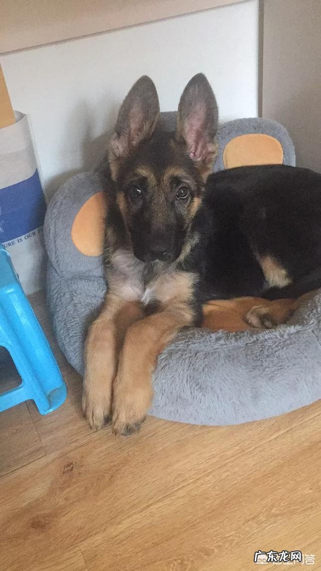 哪种品种的大型犬值得饲养?