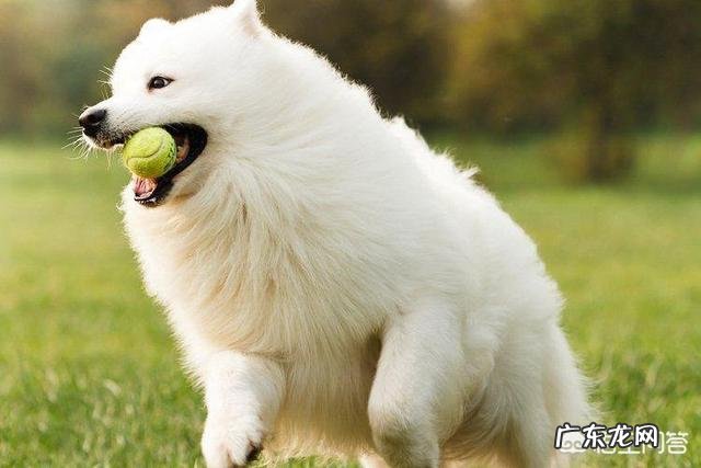 哪种品种的大型犬值得饲养?