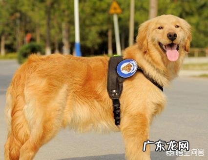 哪种品种的大型犬值得饲养？