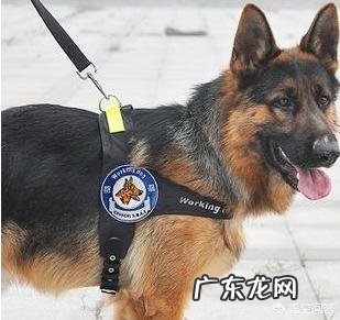 哪种品种的大型犬值得饲养？