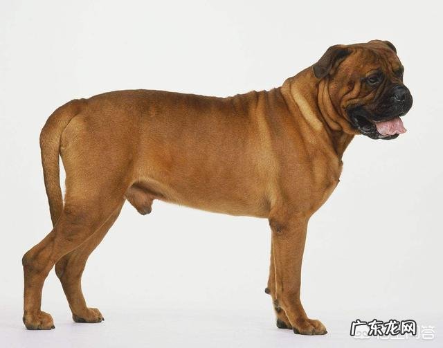 哪种品种的大型犬值得饲养？