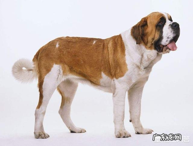 哪种品种的大型犬值得饲养？