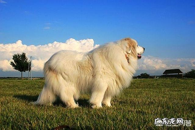 哪种品种的大型犬值得饲养？