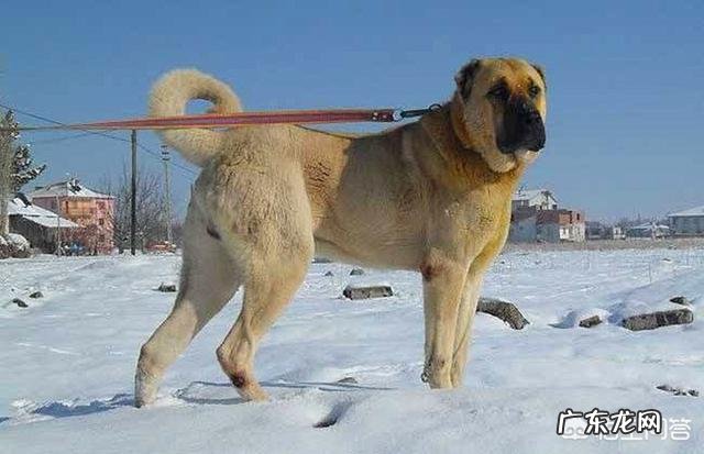 哪种品种的大型犬值得饲养？