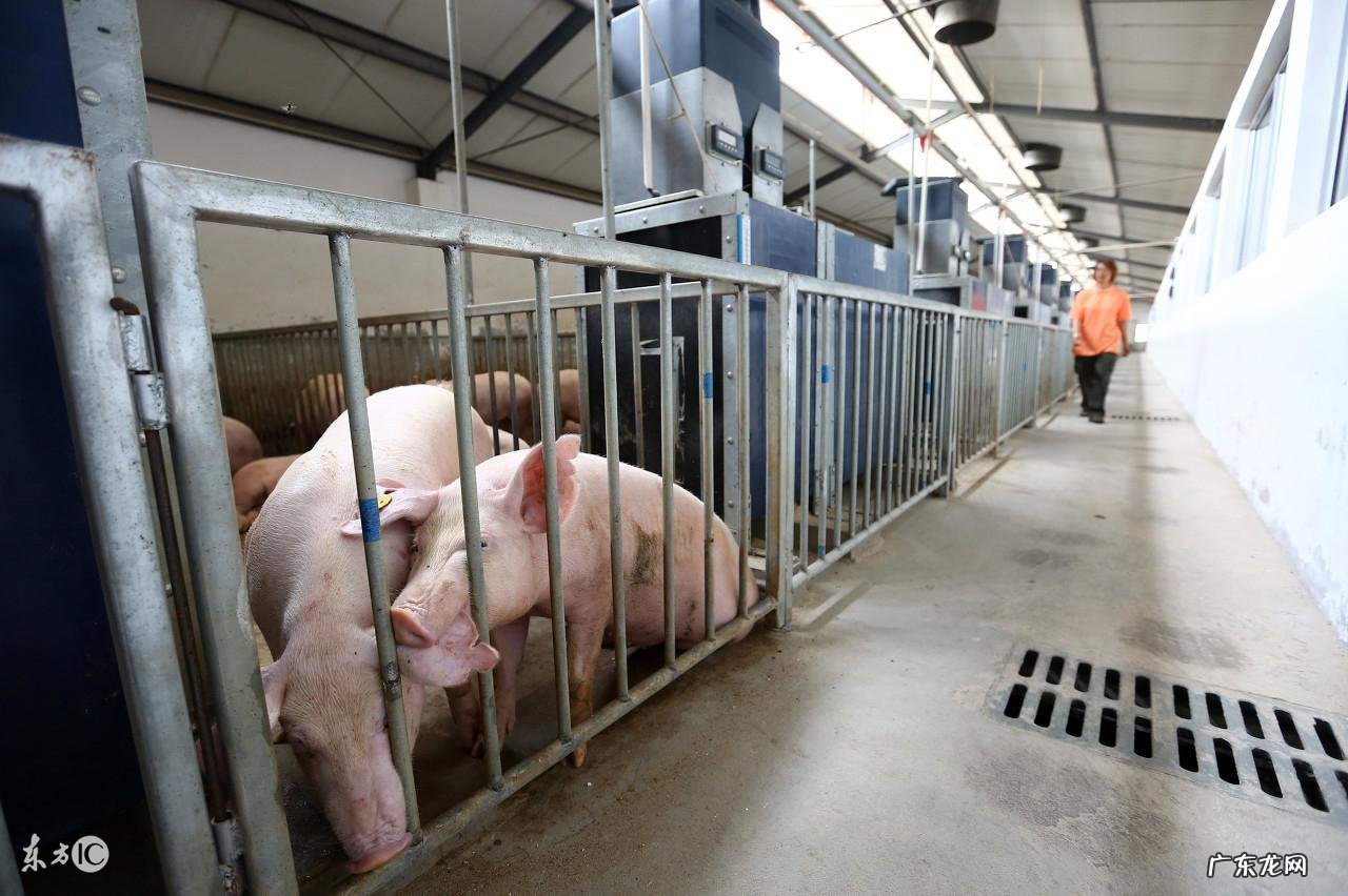 养猪风水学 家里养猪风水好不好
