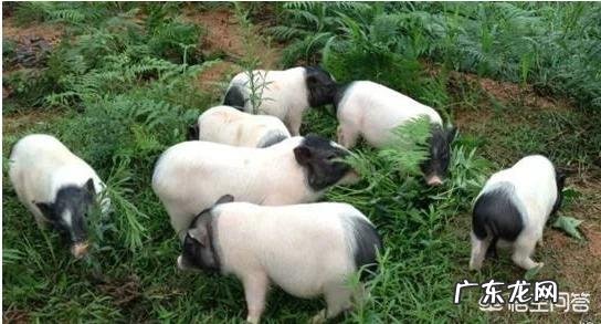 广西有哪些好吃的土特产?