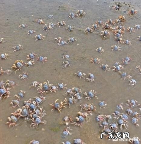 广西有哪些好吃的土特产?