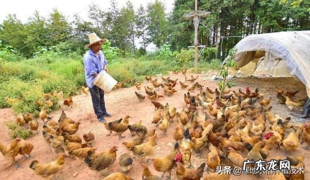 松树下收回来的松针，怎么快速利用？