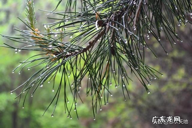 松树下收回来的松针,怎么快速利用?
