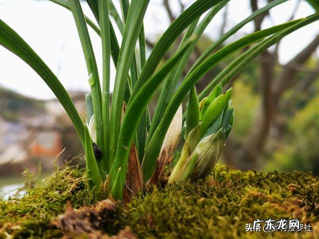 松树下收回来的松针，怎么快速利用？