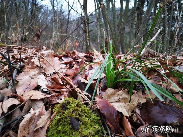松树下收回来的松针，怎么快速利用？